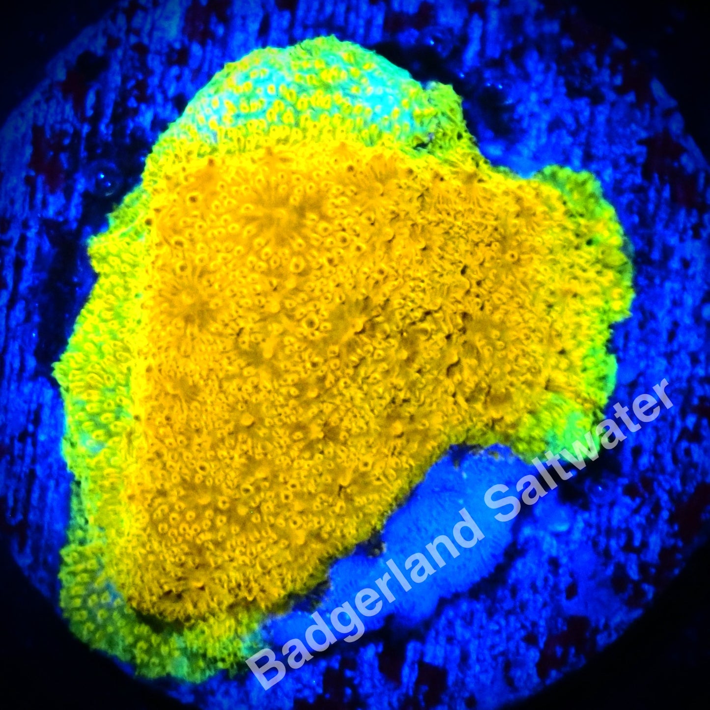 JF SUNSPOT PSAMMOCORA