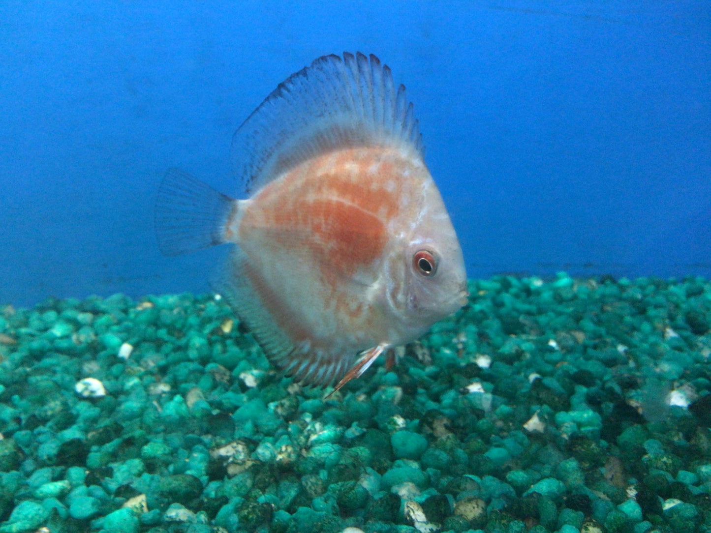 Discus