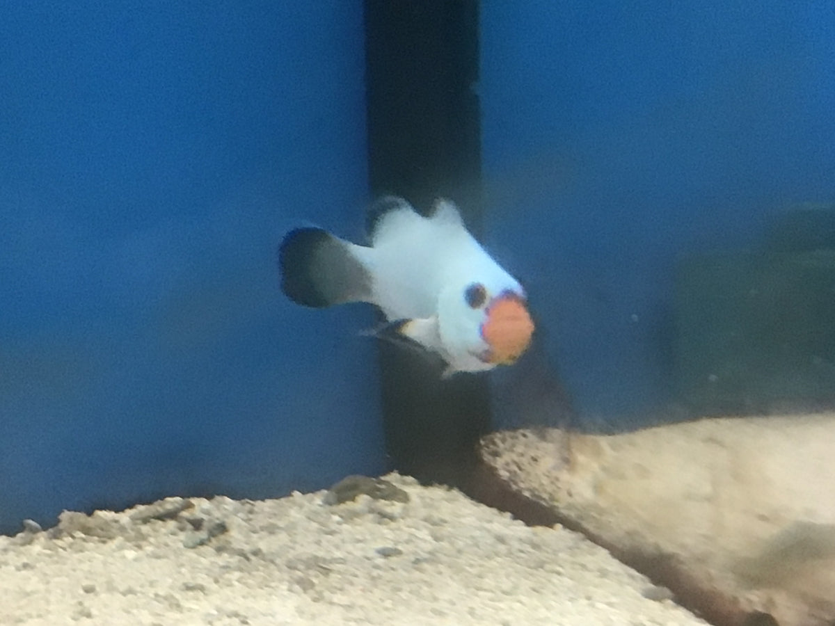 Wyoming white clownfish