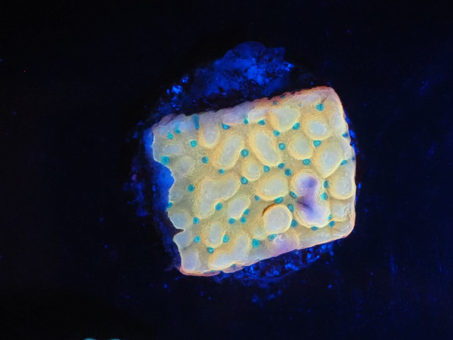 WWC KUNG PAO MONTIPORA