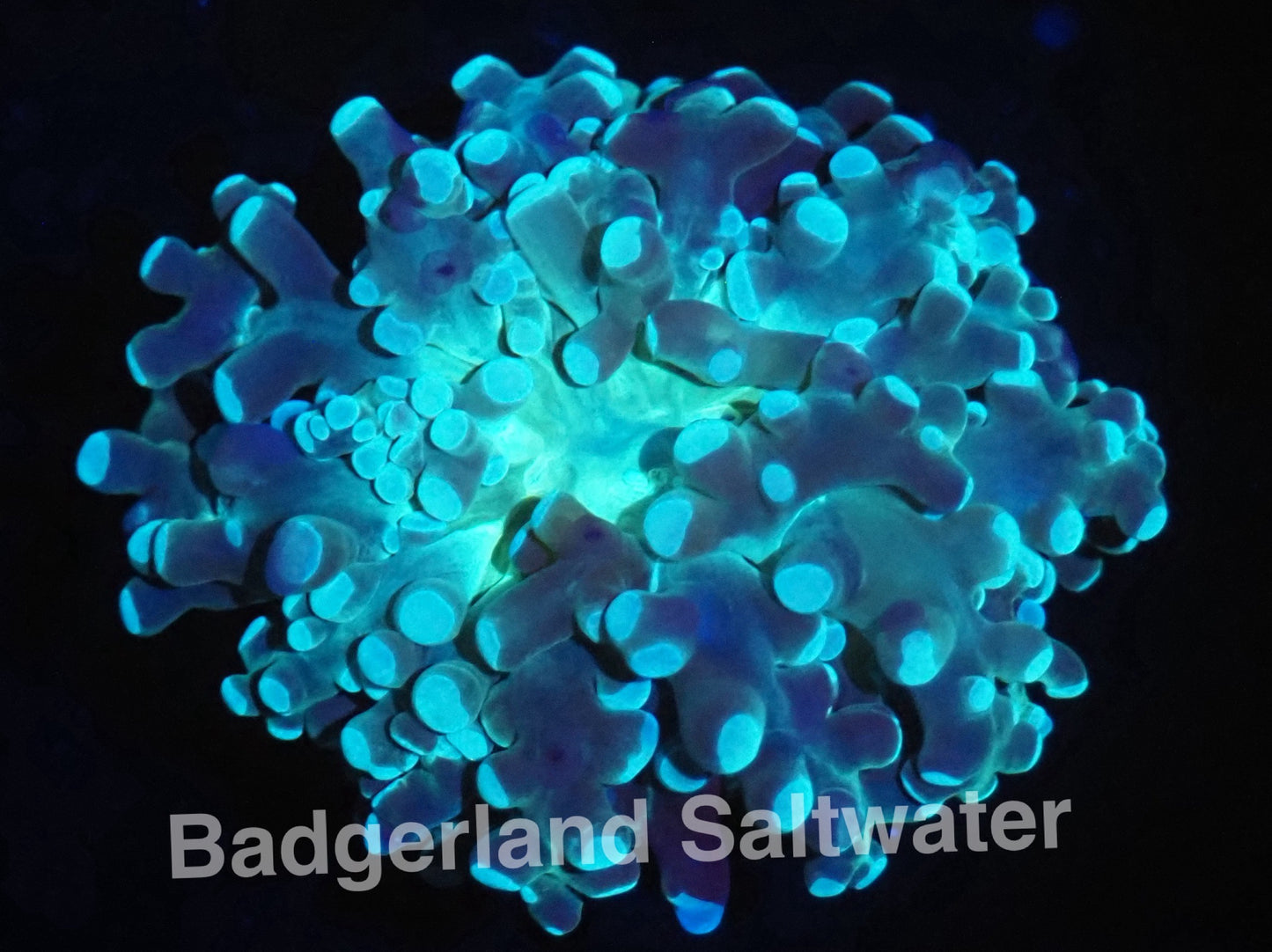 Green frogspawn WYSIWG