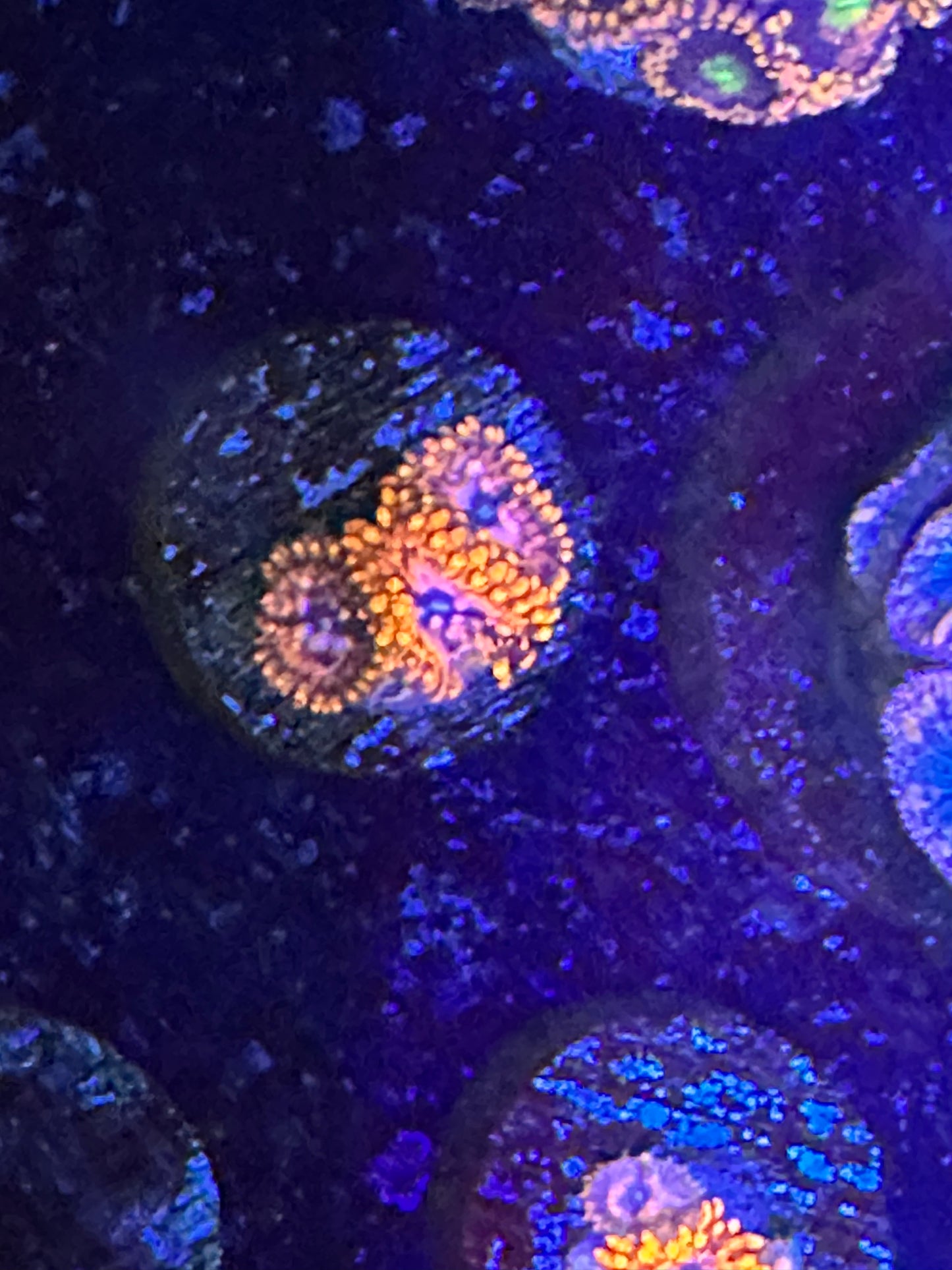 Utter chaos Zoanthids WYSIWG