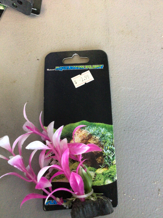 Aquarium plant pink and white