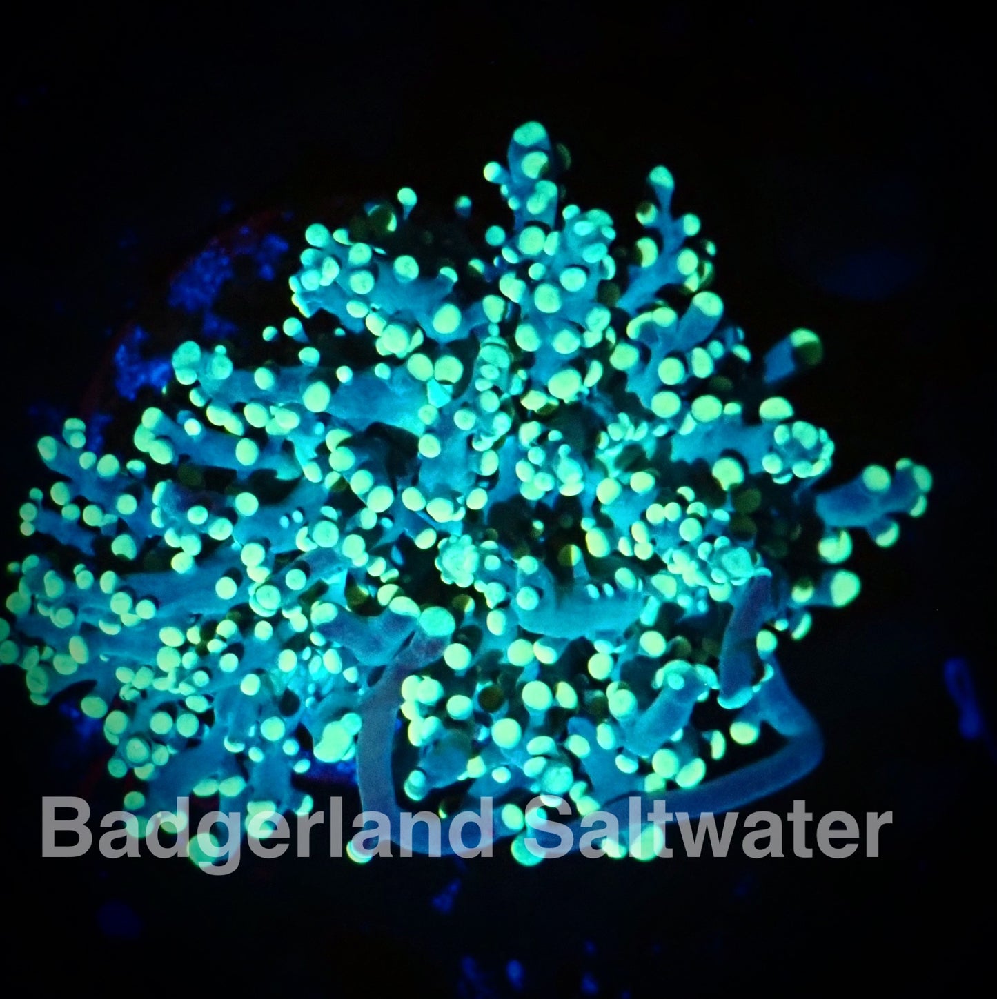 Yellow Yaeyamaensis Coral "Frogspawn"