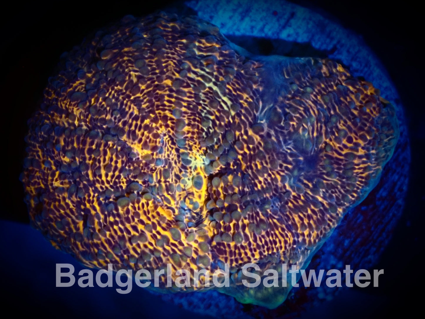 Orange Acan Echinata