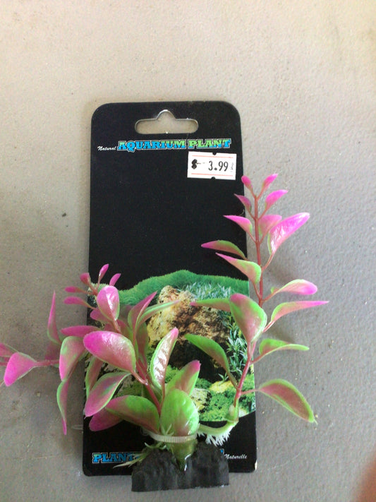 Aquarium plant pink and green small