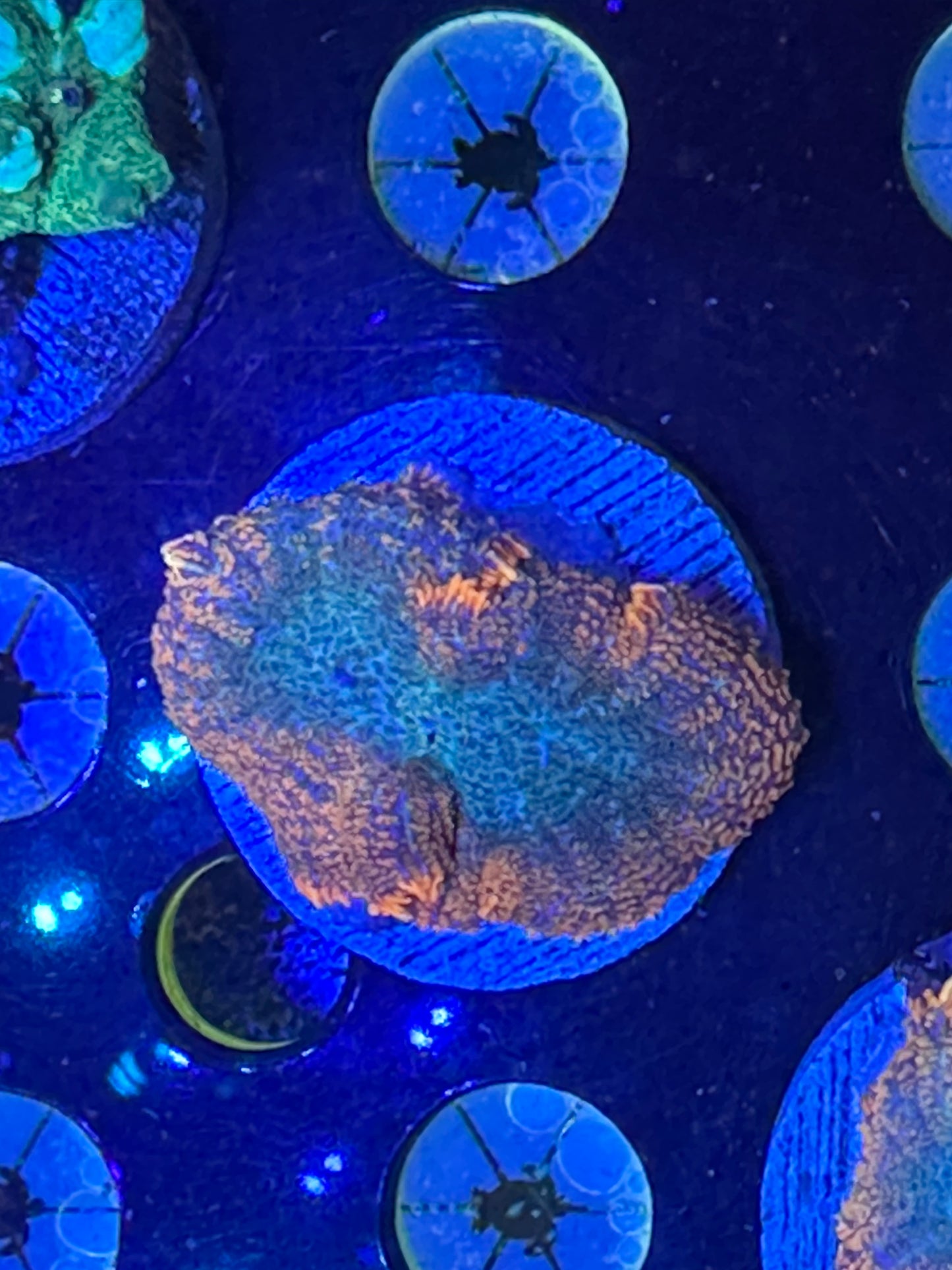 Rhodactis mushroom WYSIWG