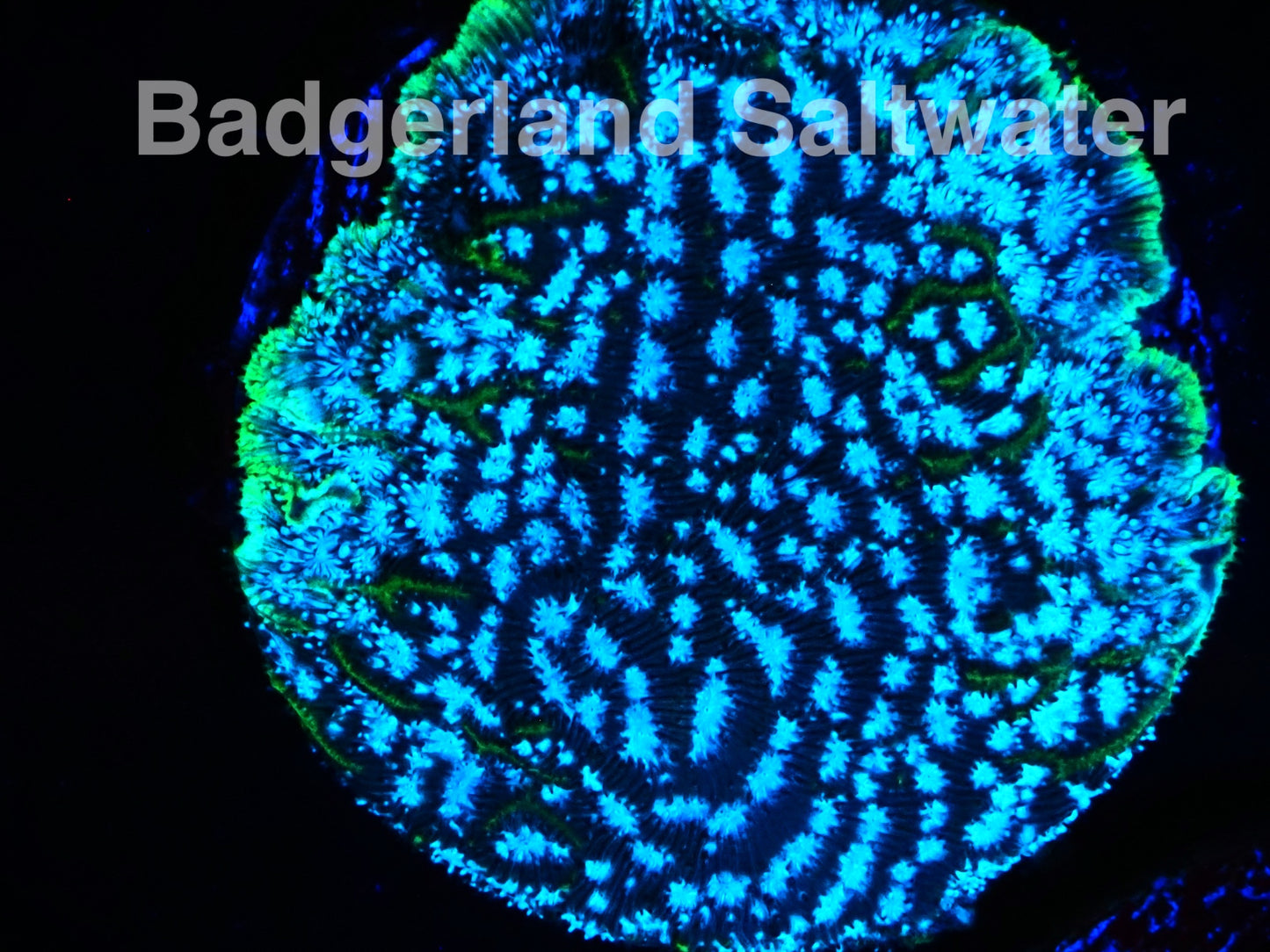 Mr Freeze Leptoseris