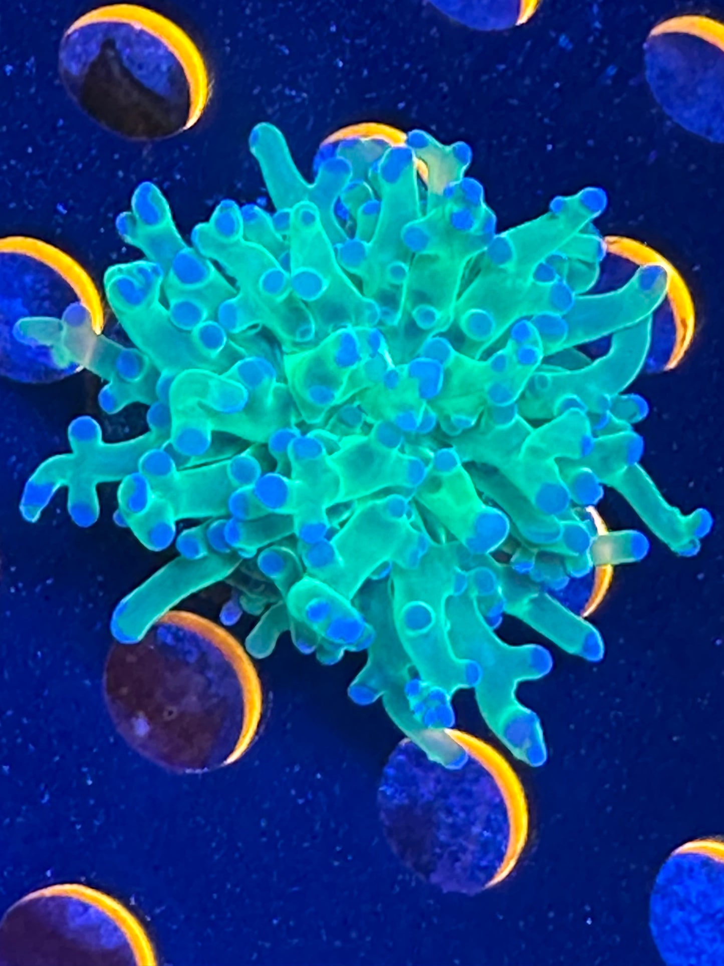 Green with purple tip frogspawn WYSIWG