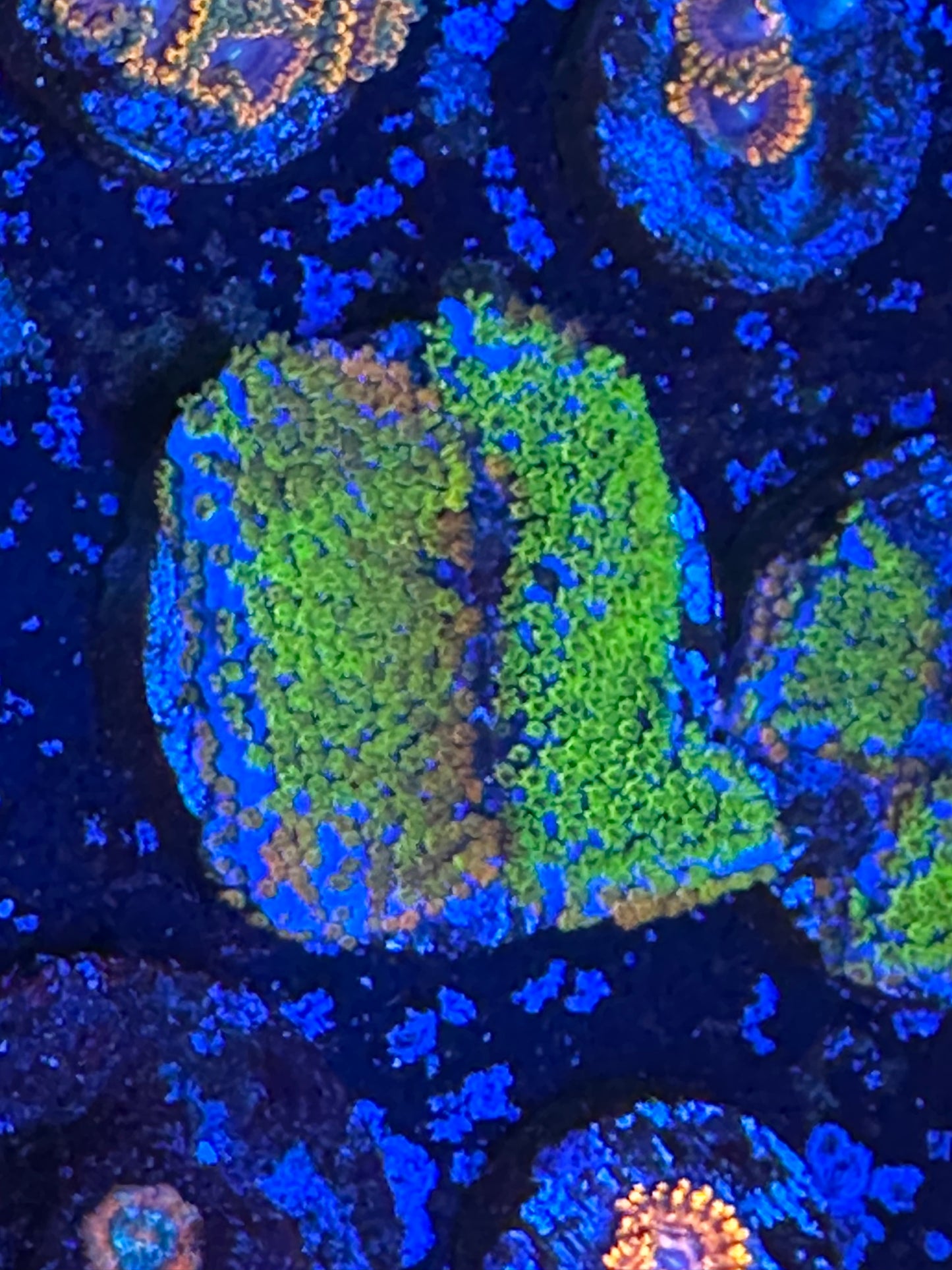 Rainbow montipora WYSIWG