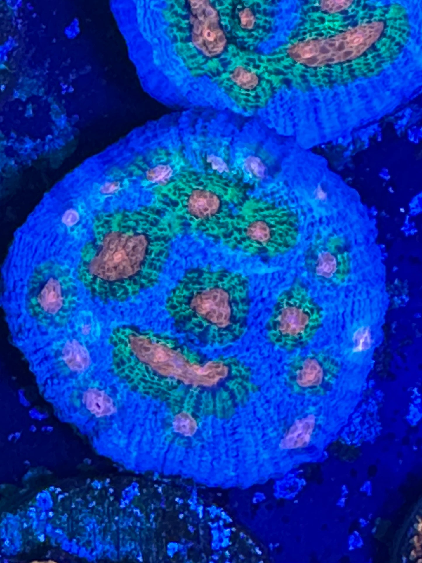 Allen agent chalice WYSIWG