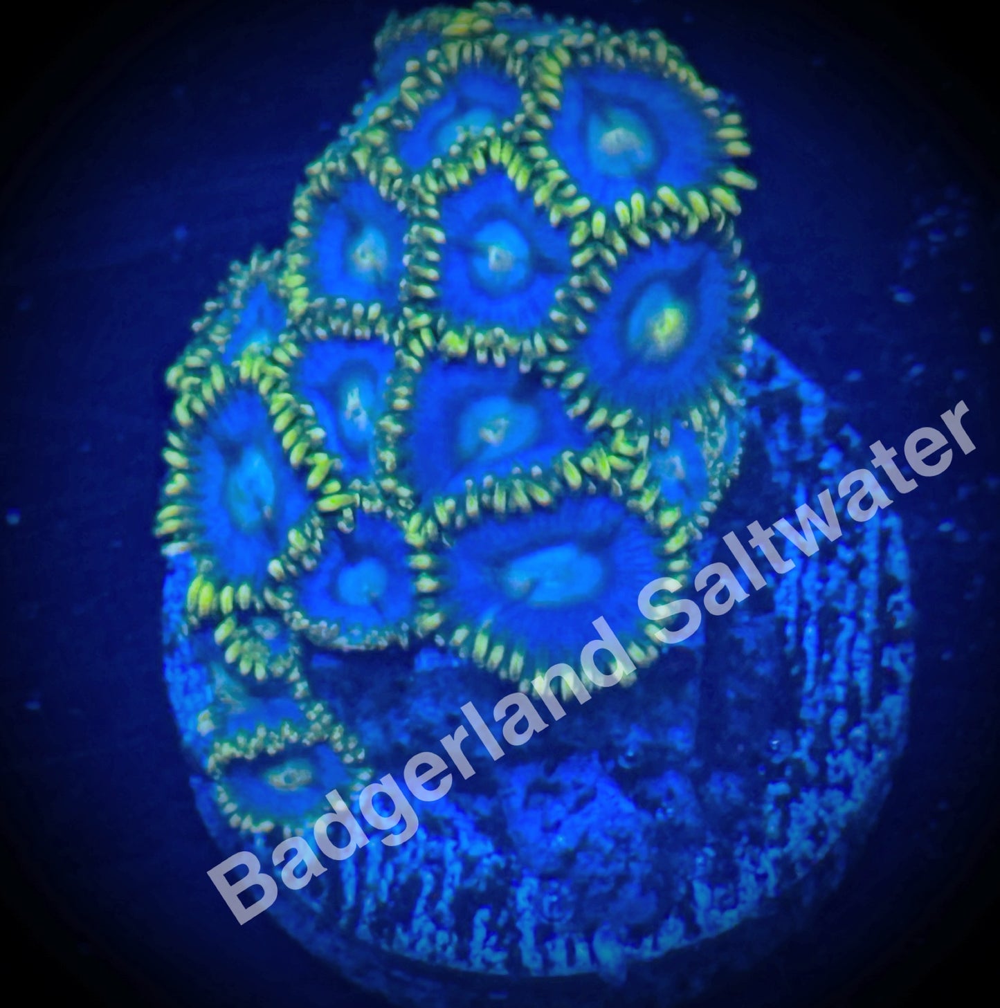Aquaman Zoanthids WYSIWG