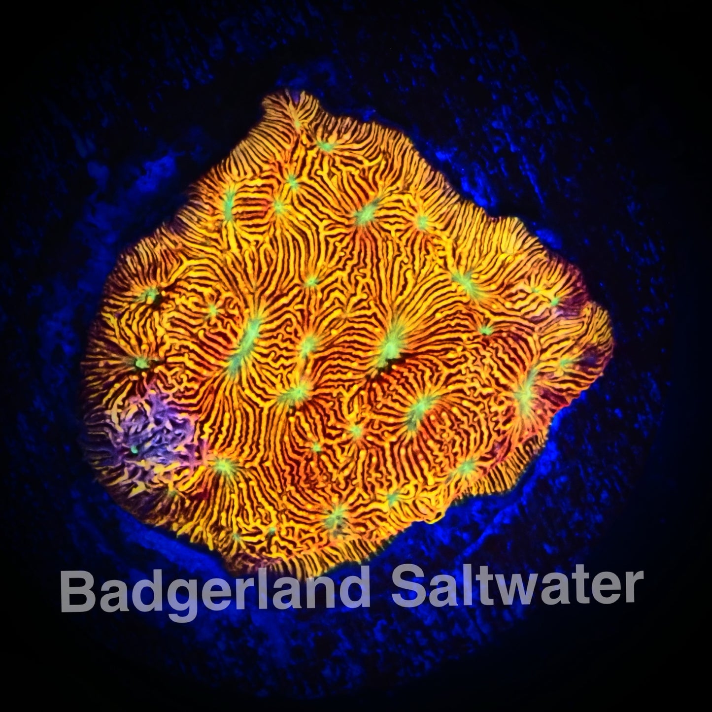 JF jack-o’-lantern leptoseris WYSIWG
