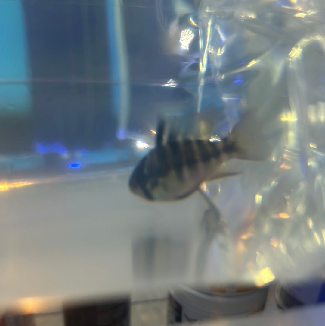 Black Ram Cichlid