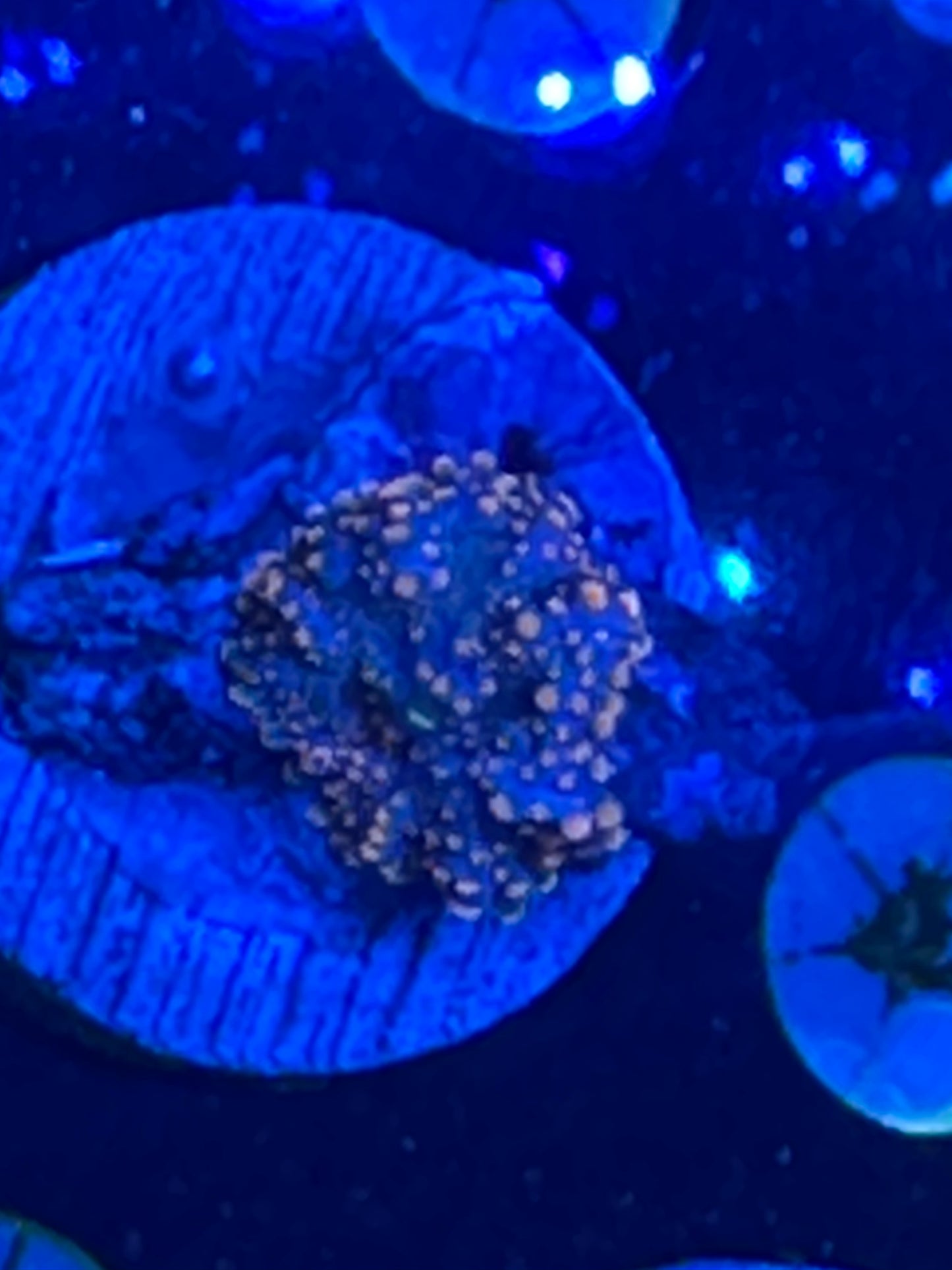 Orange Yuma mushroom WYSIWG