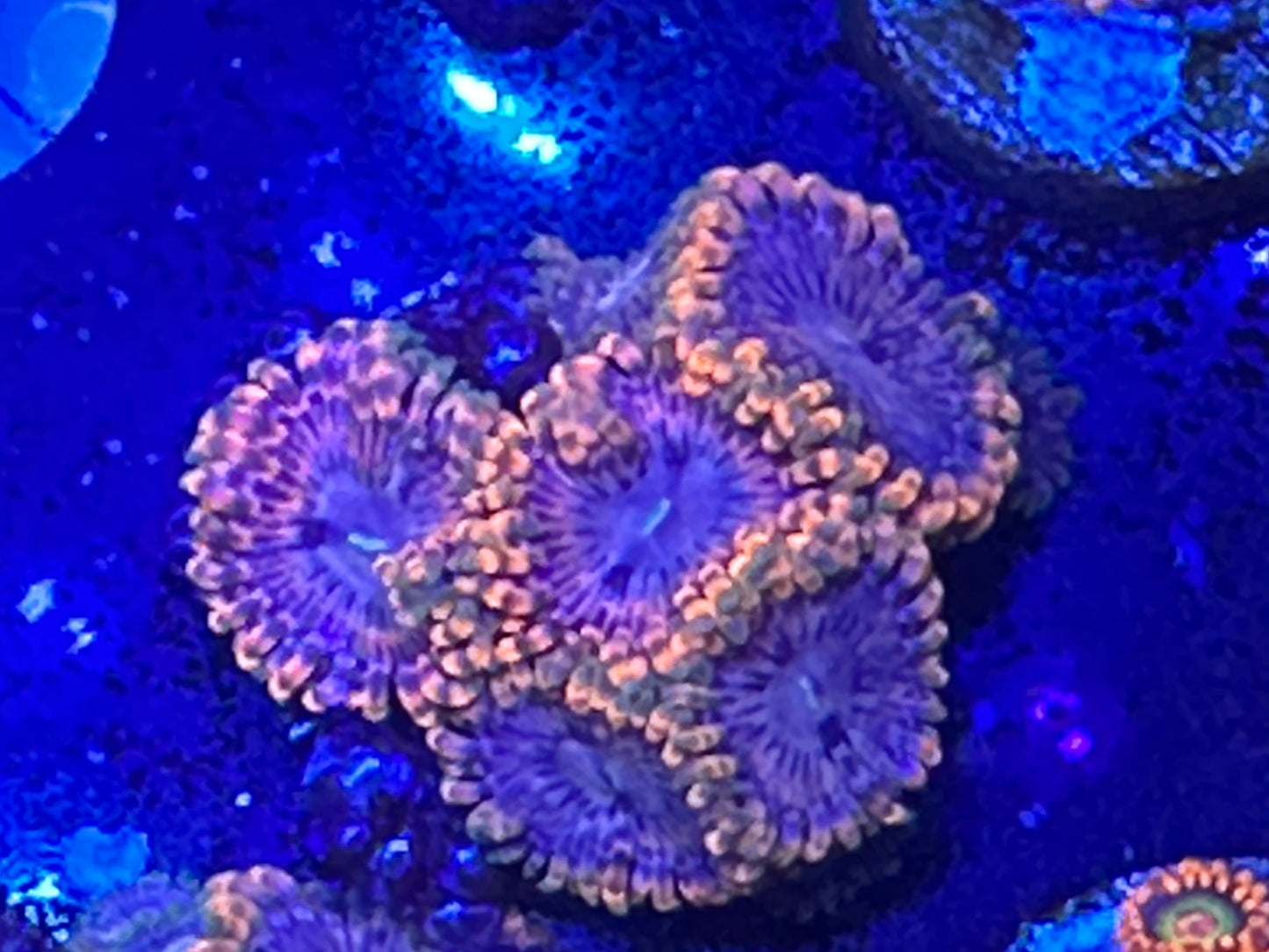 Fairy fart Zoanthid WYSIWG