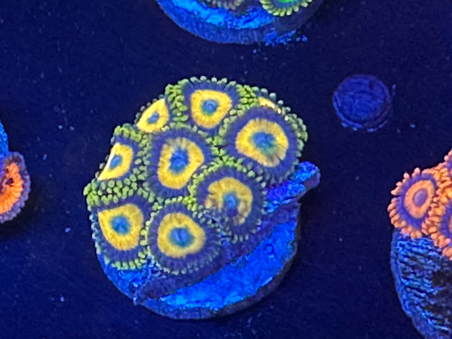 Scrambled eggs Zoanthids WYSIWG