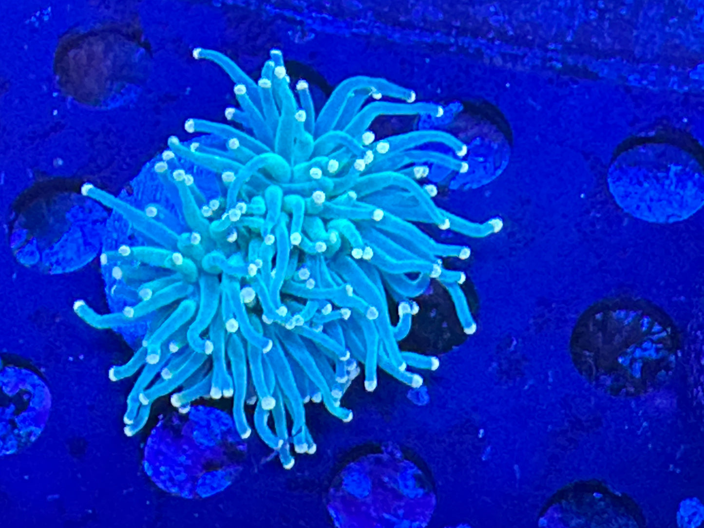 Green with Pink tip torch WYSIWG