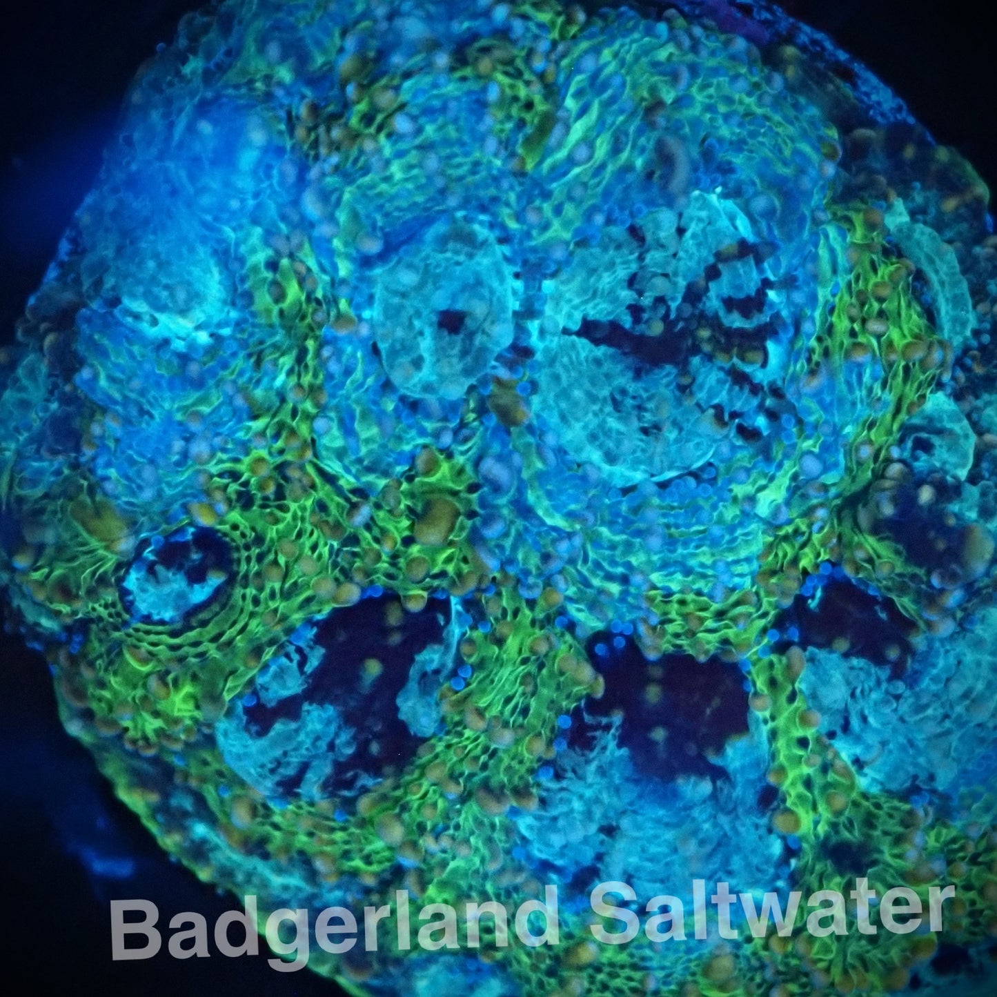 Green/Blue Acan Echinata
