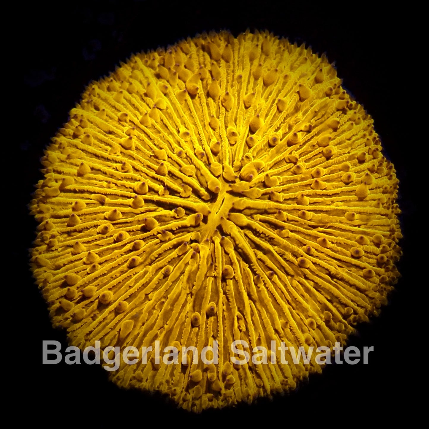 Orange Short Tenticle Plate WYSIWG