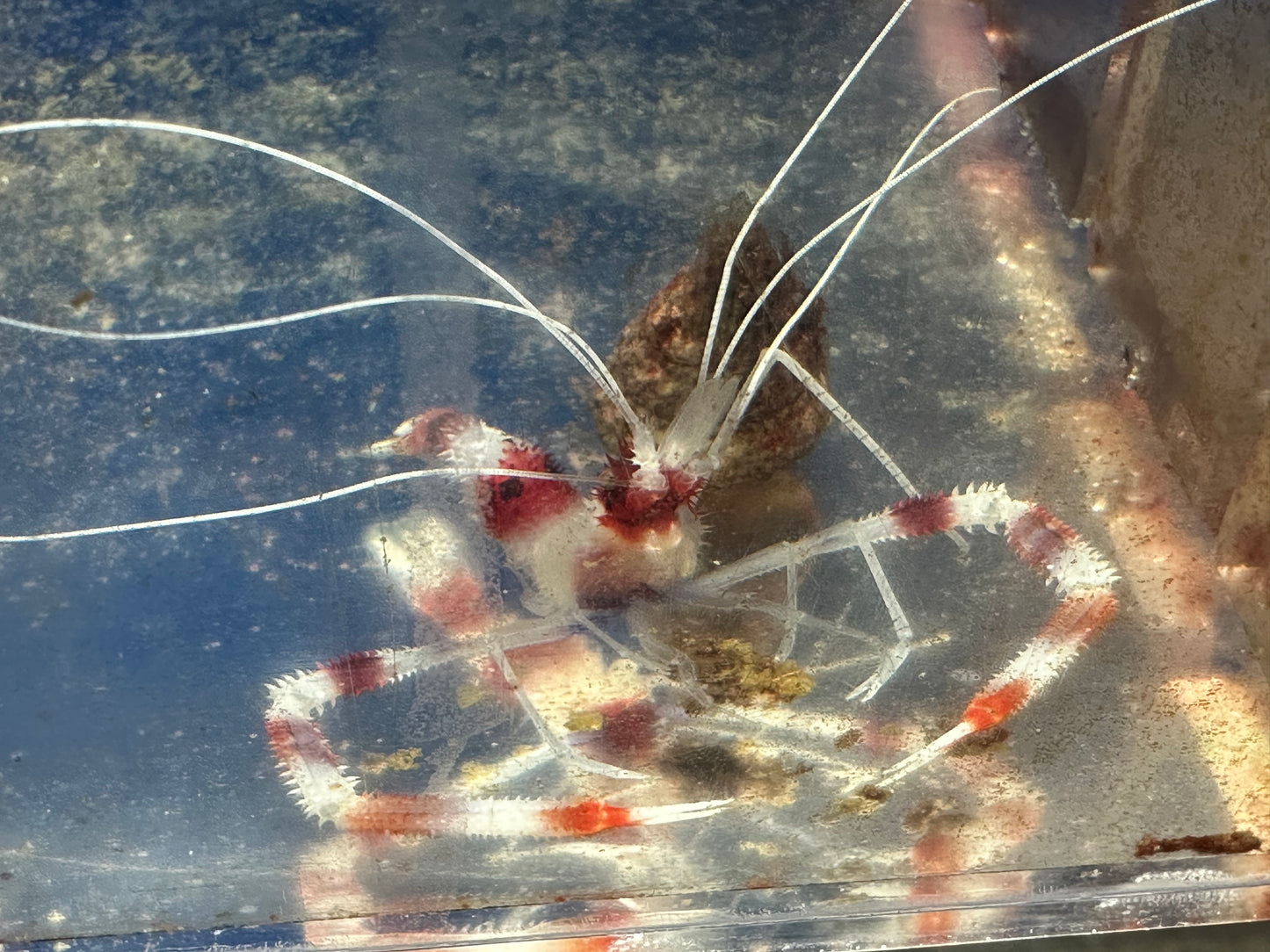 Coral Banded Shrimp