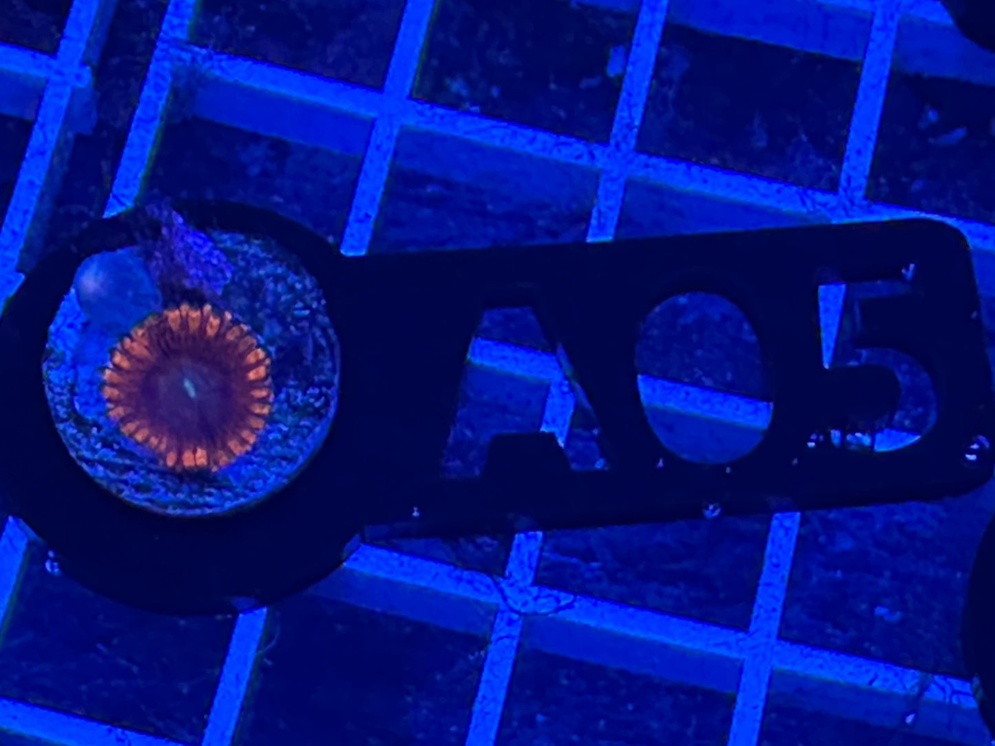 A05 Halloween Zoas