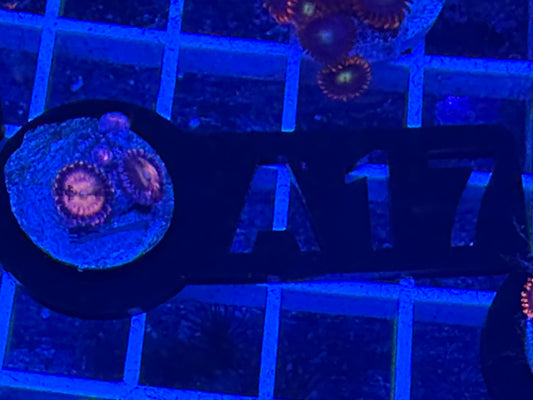 A17 Zoas