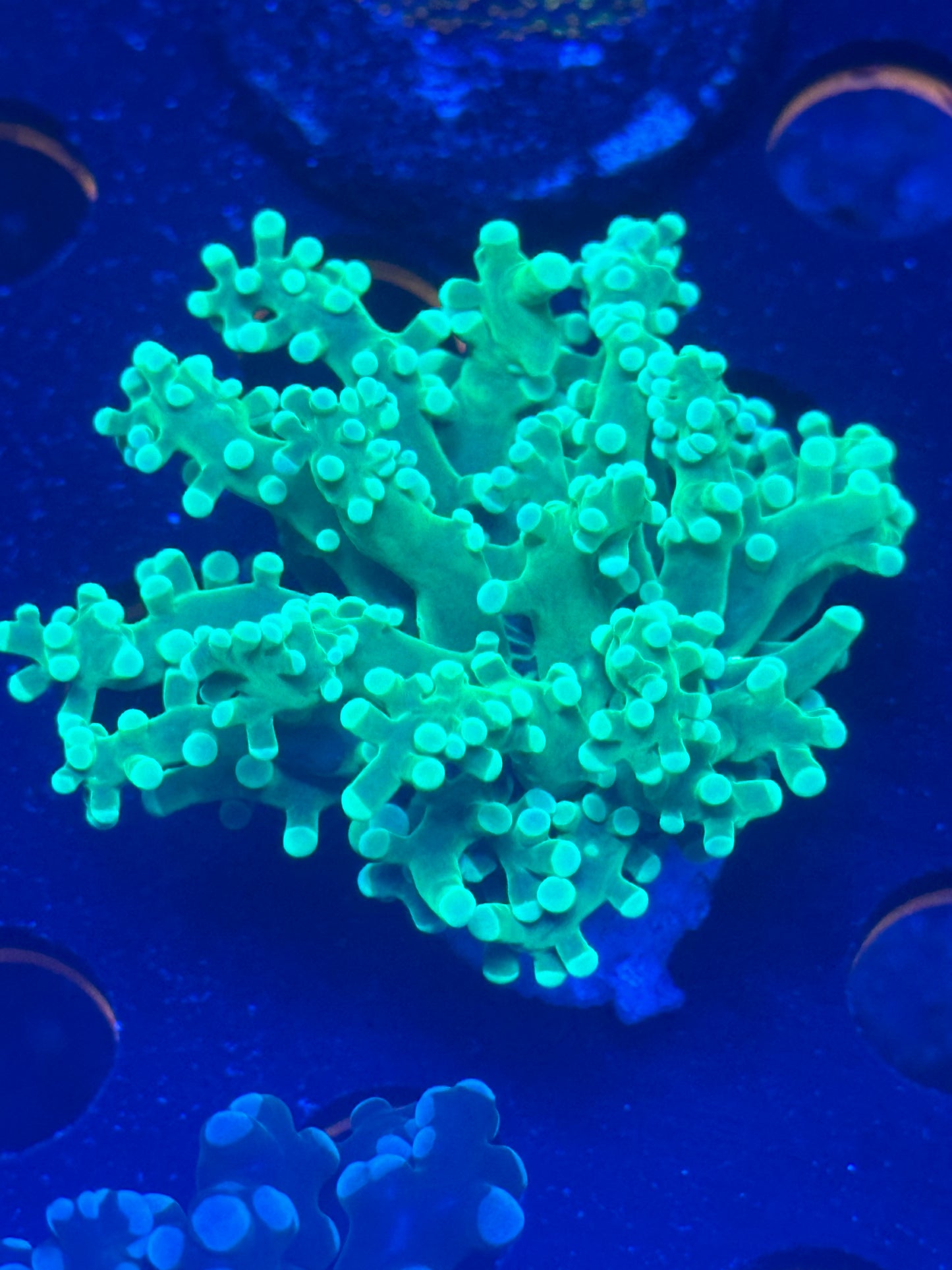 Neon green frogspawn