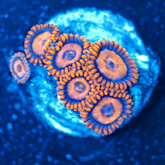 Orange Oxide Zoanthid