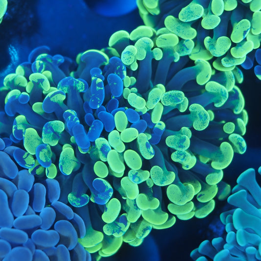 Splatter Hammer Coral