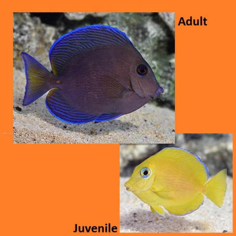 Atlantic Blue Tang small
