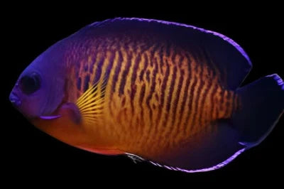 Coral Beauty Angel Fish