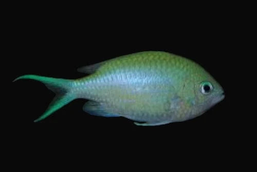 green chromis- Chromis viridis