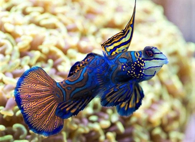 Green Mandarin Dragonet
