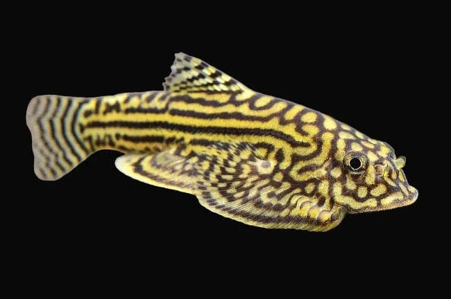Hillstream Reticulated loach