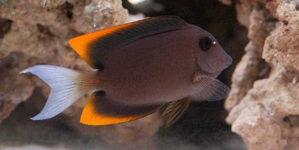 tomini tang "flame fin"