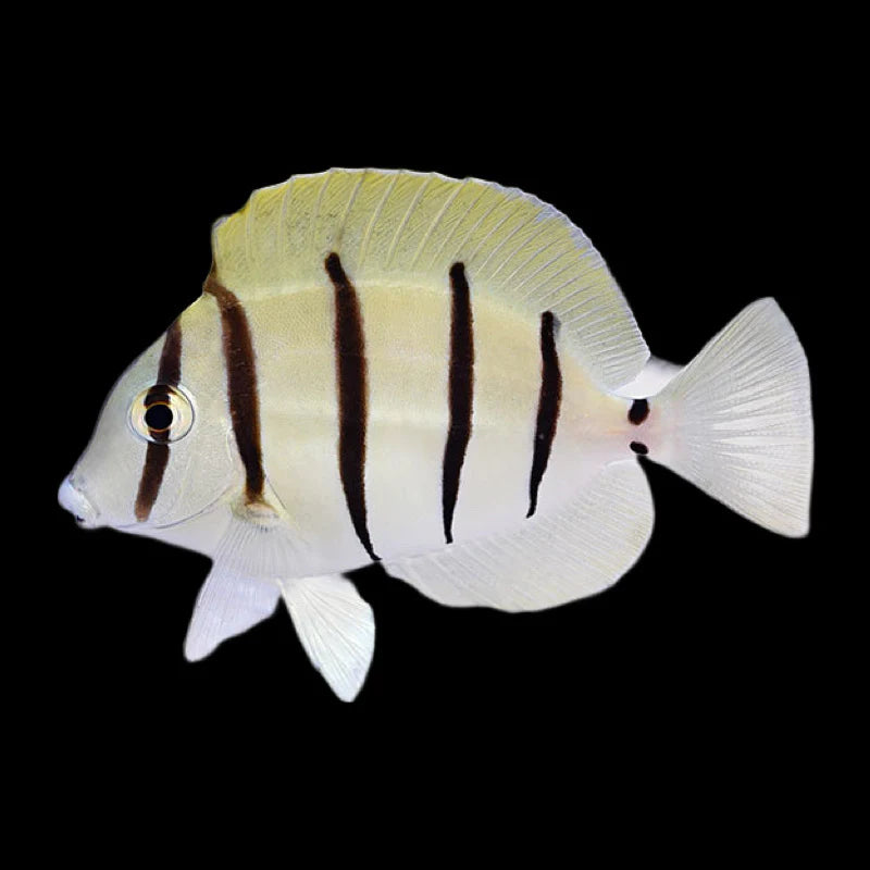 Convict Tang Medium