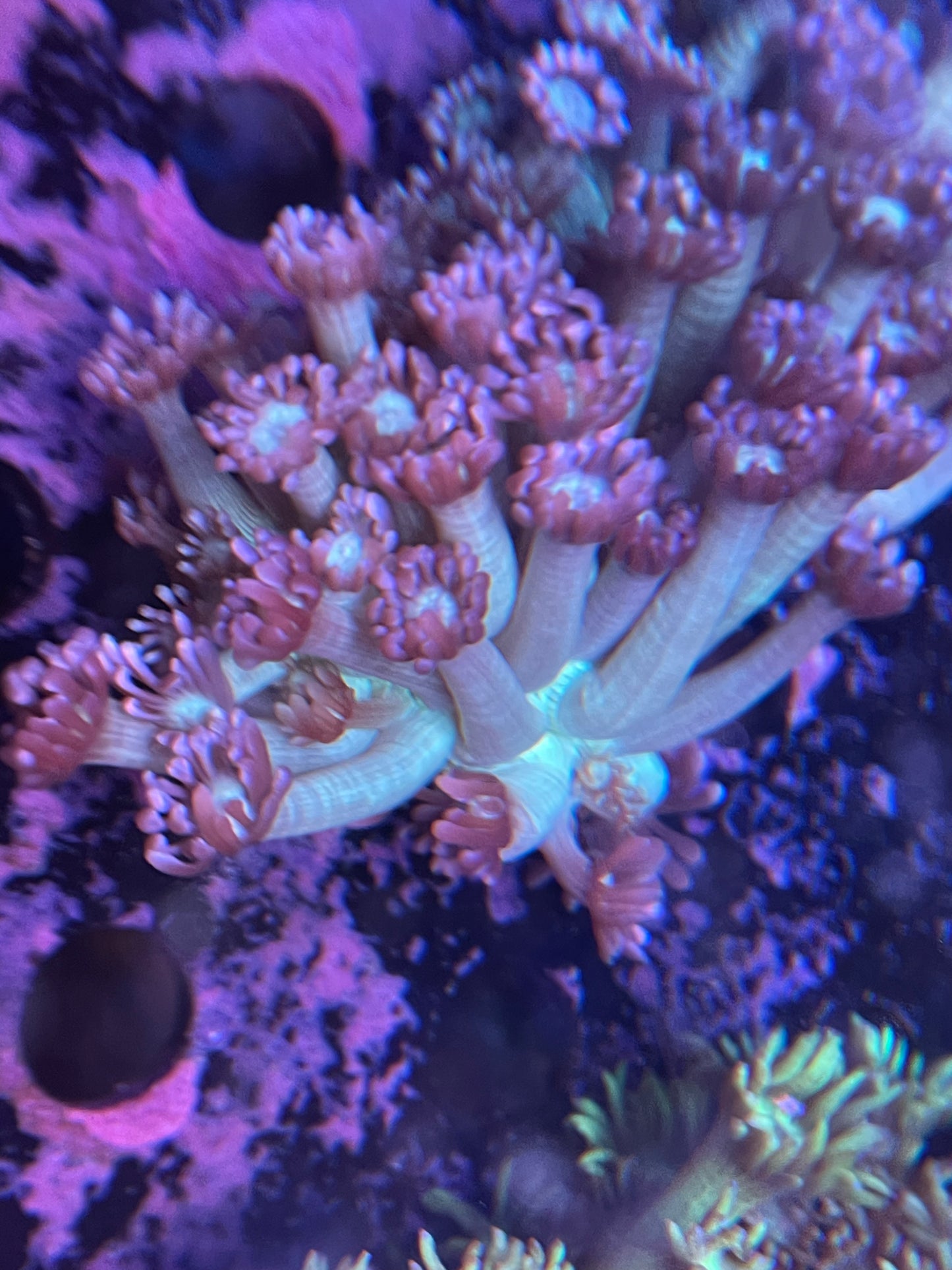 Purple Green Goni