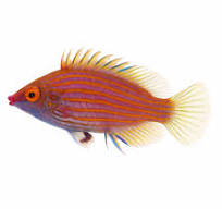 pink streaked pygmy wrasse