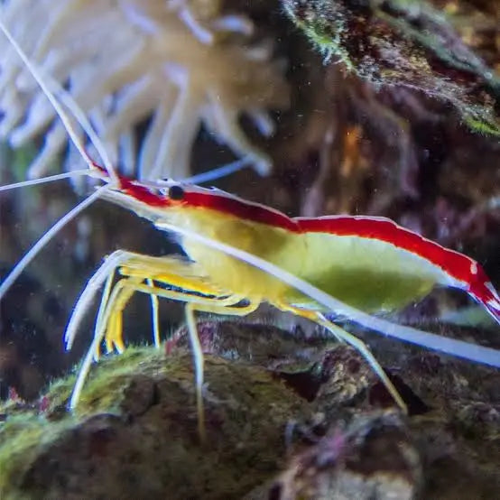 Cleaner Shrimp