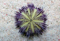purple urchin