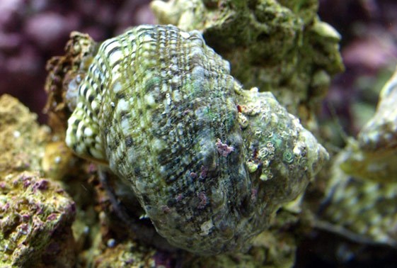Mexican Turbo snail