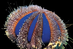Blue tuxedo urchin