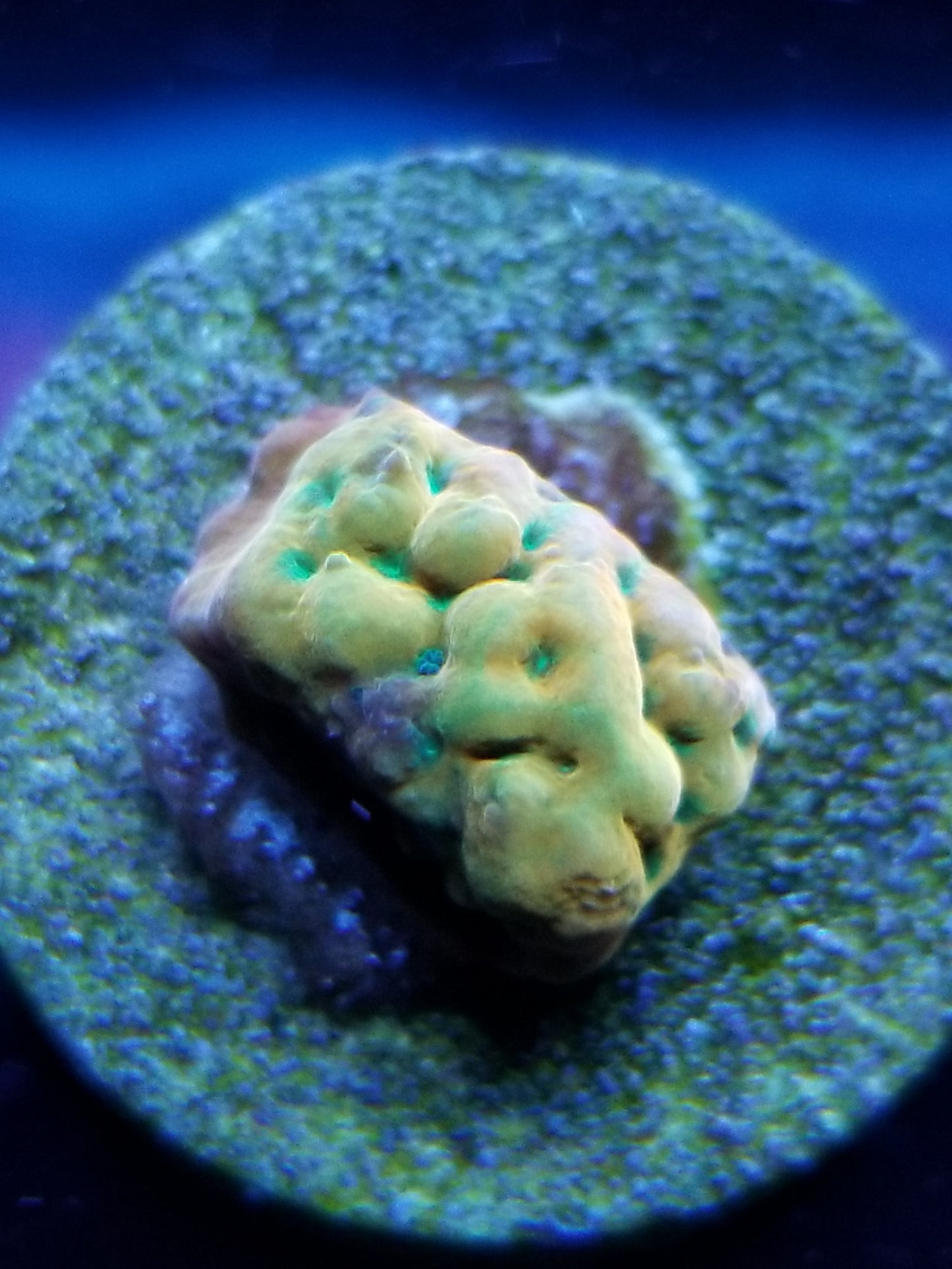 phoenix rainbow montipora