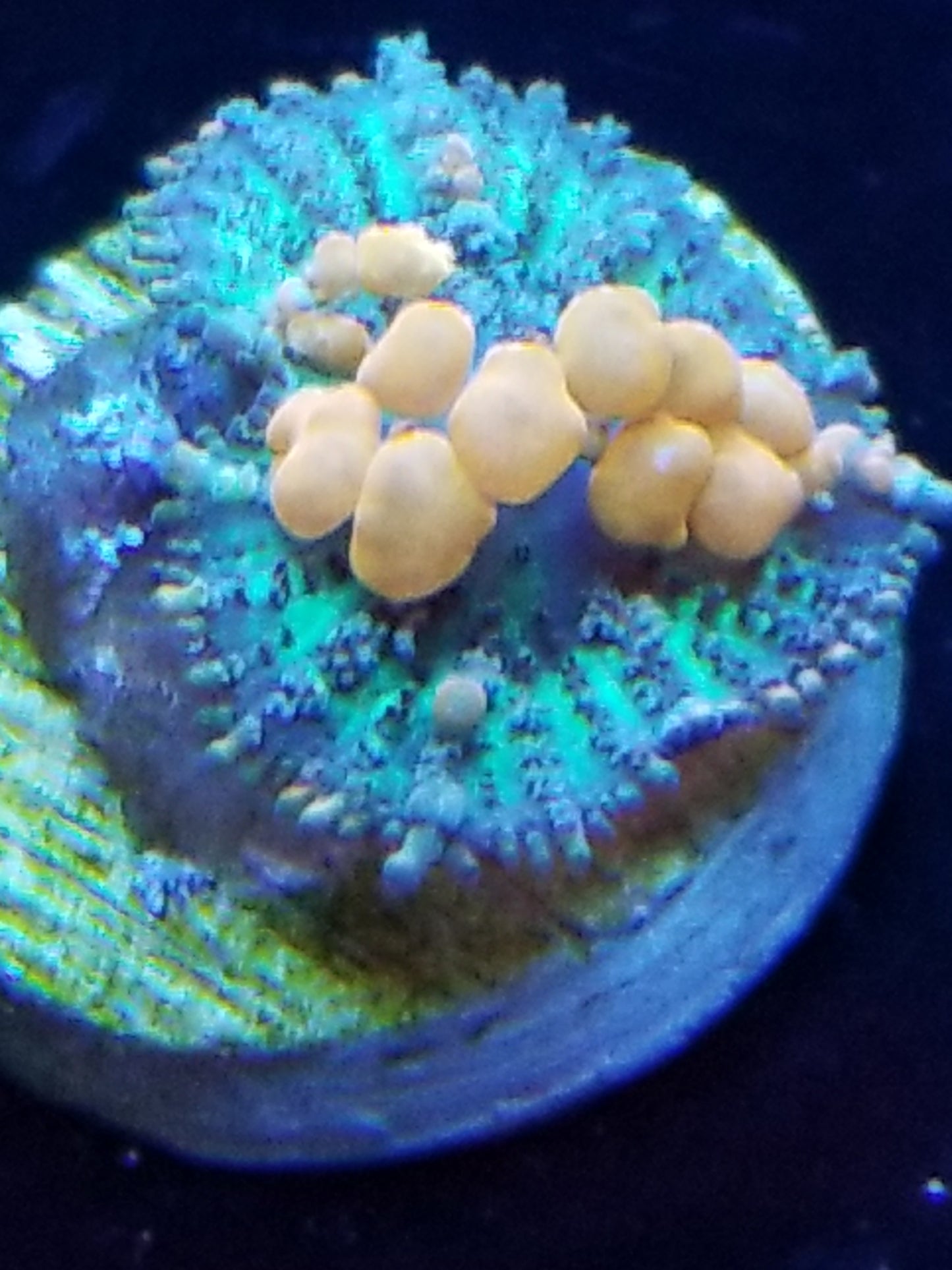 Sunkist Bounce Mushroom