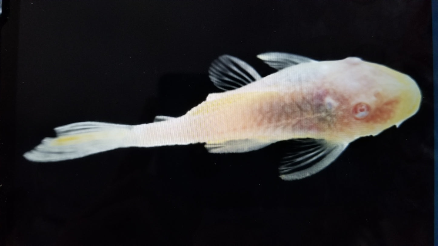 Albino bristle nose pleco
