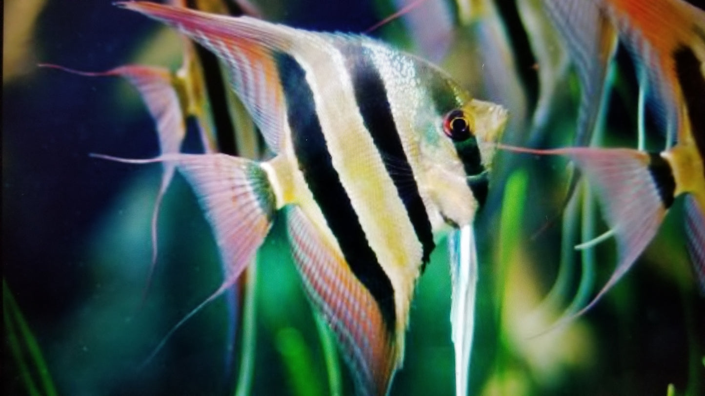 Angelfish large