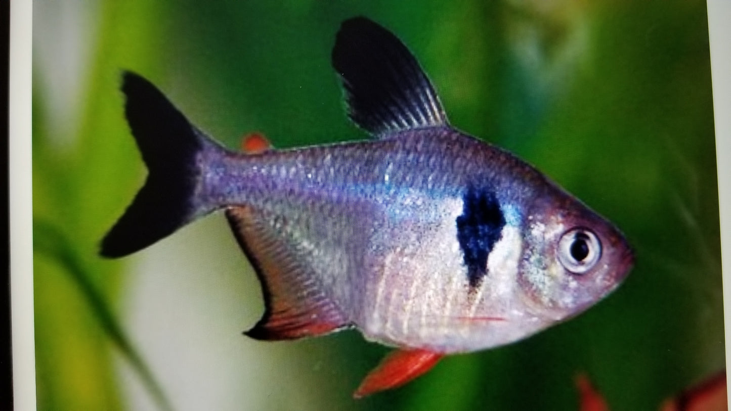 Black phantom tetra