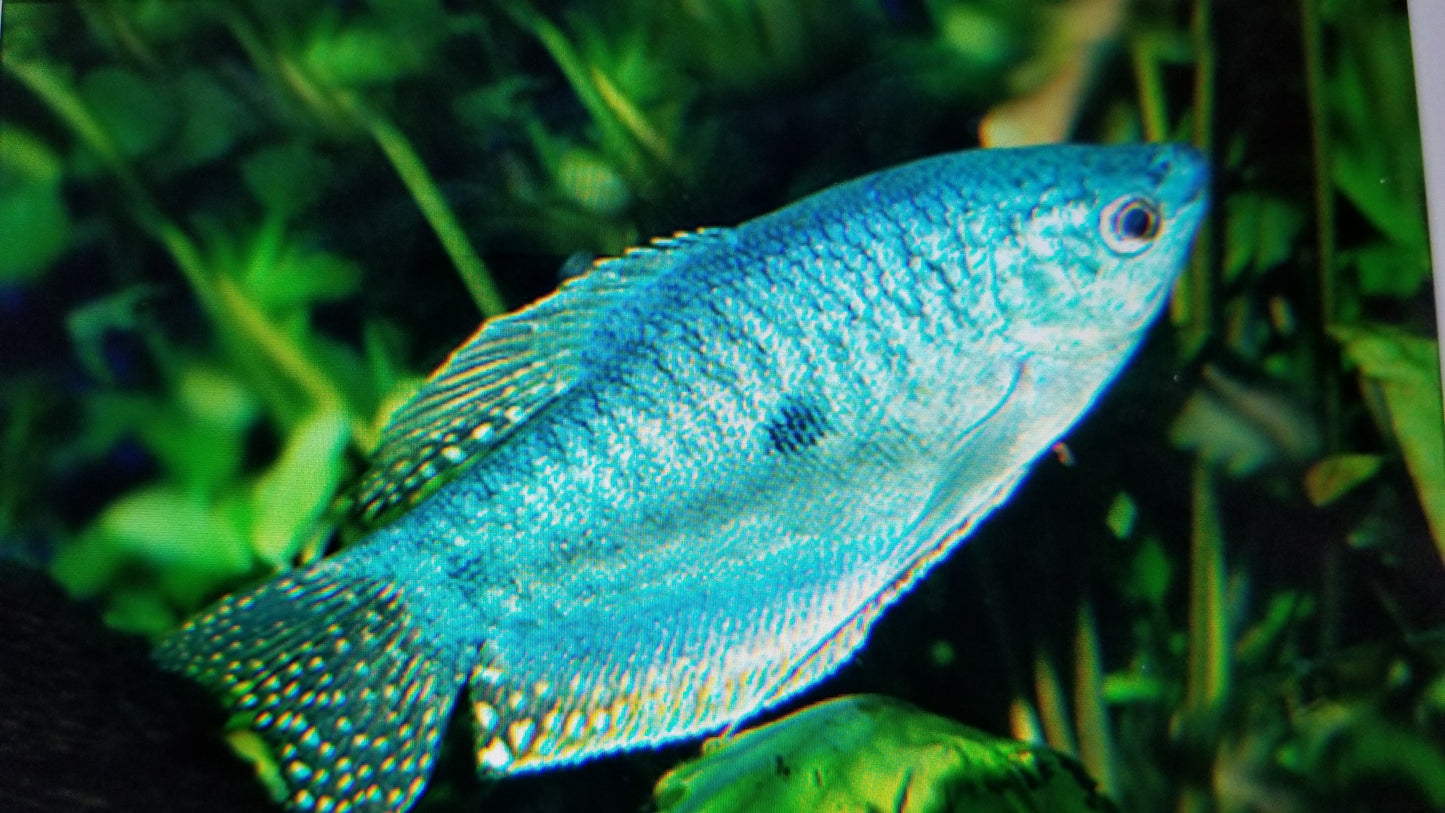 Blue Snakeskin gourami