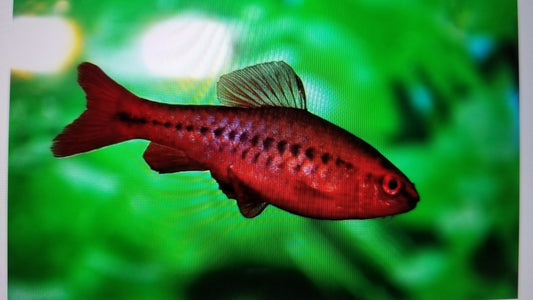 Cherry Barbs